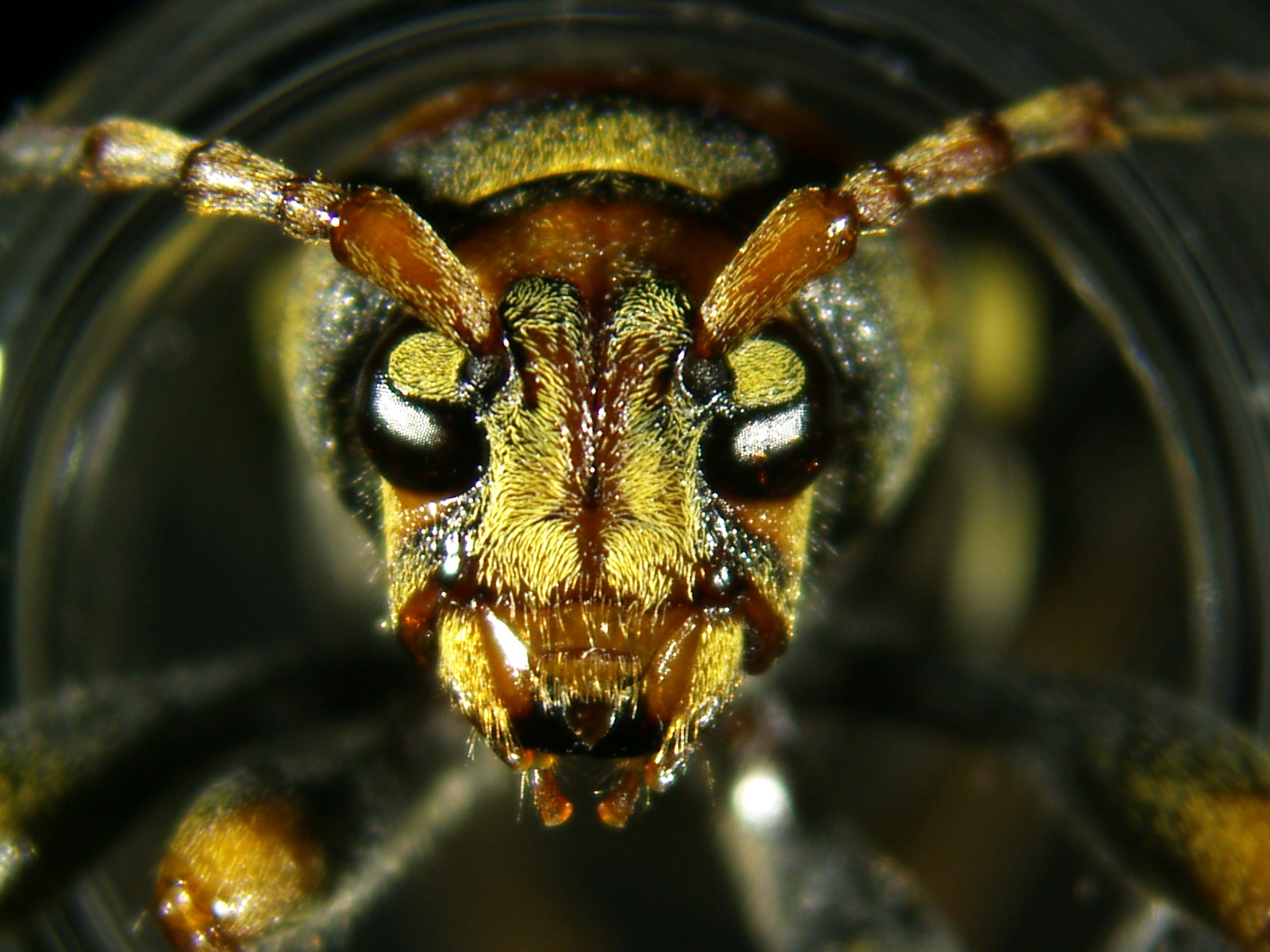 Xylotrechus chinensis Escarabat invasor_ Victor Sarto ICTA-UAB